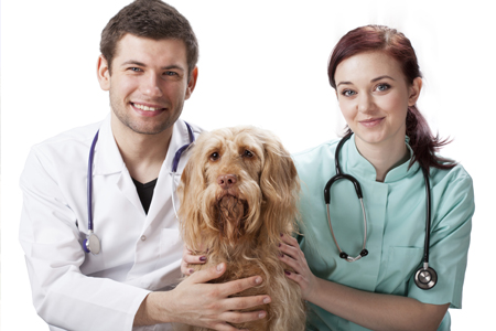 וטרינריה אתר קורסים מכון מגיד